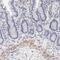 ITA8 antibody, NBP1-86519, Novus Biologicals, Immunohistochemistry paraffin image 