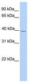 Serine/threonine-protein kinase Nek6 antibody, TA346770, Origene, Western Blot image 
