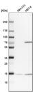 Ubiquitin Like 4A antibody, PA5-51974, Invitrogen Antibodies, Western Blot image 