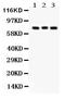 Autophagy Related 7 antibody, PB9479, Boster Biological Technology, Western Blot image 
