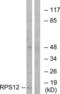 Ribosomal Protein S12 antibody, LS-C119640, Lifespan Biosciences, Western Blot image 