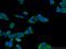 Outer Dense Fiber Of Sperm Tails 2 antibody, 12058-1-AP, Proteintech Group, Immunofluorescence image 