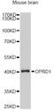 Opioid Receptor Delta 1 antibody, STJ110743, St John