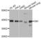 QKI, KH Domain Containing RNA Binding antibody, LS-C346200, Lifespan Biosciences, Western Blot image 