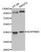 Serpin B5 antibody, LS-C331323, Lifespan Biosciences, Western Blot image 