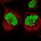 Ankyrin Repeat Domain 49 antibody, HPA048137, Atlas Antibodies, Immunofluorescence image 