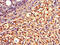 Quinoid Dihydropteridine Reductase antibody, A63254-100, Epigentek, Immunohistochemistry paraffin image 
