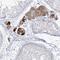 Zinc Finger Protein 843 antibody, HPA030912, Atlas Antibodies, Immunohistochemistry frozen image 