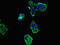Regulating synaptic membrane exocytosis protein 2 antibody, LS-C679322, Lifespan Biosciences, Immunofluorescence image 