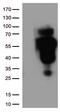 CD2 antibody, UM500006, Origene, Western Blot image 