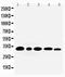 Aquaporin 3 (Gill Blood Group) antibody, LS-C312645, Lifespan Biosciences, Western Blot image 