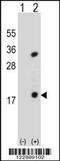 Phospholipase A2 Group IB antibody, 61-695, ProSci, Western Blot image 