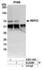 RNA-binding protein 40 antibody, A305-145A, Bethyl Labs, Immunoprecipitation image 