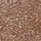 Fucose Mutarotase antibody, NBP1-93896, Novus Biologicals, Immunohistochemistry paraffin image 