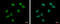 Zinc Finger Protein 76 antibody, GTX119376, GeneTex, Immunocytochemistry image 