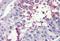 Fatty Acid Amide Hydrolase antibody, NBP1-52384, Novus Biologicals, Immunohistochemistry paraffin image 