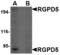 RANBP2 Like And GRIP Domain Containing 6 antibody, TA306567, Origene, Western Blot image 