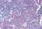 Ribosomal Protein S17 antibody, MBS245636, MyBioSource, Immunohistochemistry paraffin image 
