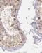 DAX1 antibody, FNab02248, FineTest, Immunohistochemistry frozen image 