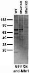 Mitofusin 1 antibody, 73-162, Antibodies Incorporated, Western Blot image 