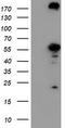 Carnosine Dipeptidase 2 antibody, CF503168, Origene, Western Blot image 