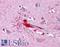 LIM Homeobox 8 antibody, LS-B4845, Lifespan Biosciences, Immunohistochemistry frozen image 