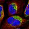 Peroxiredoxin 1 antibody, HPA007730, Atlas Antibodies, Immunocytochemistry image 