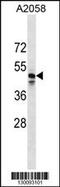 MAS Related GPR Family Member F antibody, 59-809, ProSci, Western Blot image 