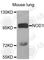 Nucleotide Binding Oligomerization Domain Containing 1 antibody, A1246, ABclonal Technology, Western Blot image 