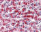 Transthyretin antibody, TA318151, Origene, Immunohistochemistry frozen image 