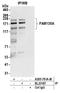 Family With Sequence Similarity 135 Member A antibody, A305-761A-M, Bethyl Labs, Immunoprecipitation image 