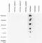 Mono-Methyl-Histone H3 antibody, 49-1023, Invitrogen Antibodies, Dot Blot image 