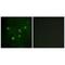 AT-Rich Interaction Domain 1B antibody, PA5-49852, Invitrogen Antibodies, Immunofluorescence image 