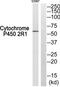 Cytochrome P450 Family 2 Subfamily R Member 1 antibody, TA316046, Origene, Western Blot image 