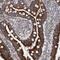 Zinc Finger Protein 566 antibody, PA5-54805, Invitrogen Antibodies, Immunohistochemistry frozen image 