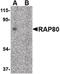 Ubiquitin Interaction Motif Containing 1 antibody, PA5-20413, Invitrogen Antibodies, Western Blot image 