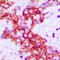 Ret Proto-Oncogene antibody, LS-C358277, Lifespan Biosciences, Immunohistochemistry frozen image 
