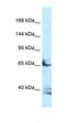 Follistatin Like 4 antibody, orb326447, Biorbyt, Western Blot image 