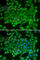 RAB11A, Member RAS Oncogene Family antibody, A1167, ABclonal Technology, Immunofluorescence image 