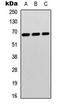 Syntaxin Binding Protein 1 antibody, LS-B14632, Lifespan Biosciences, Western Blot image 