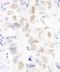 Anillin antibody, NB100-68216, Novus Biologicals, Immunohistochemistry frozen image 
