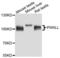Piwi Like RNA-Mediated Gene Silencing 1 antibody, LS-C335209, Lifespan Biosciences, Western Blot image 