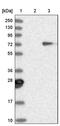 Plasminogen Activator, Tissue Type antibody, PA5-51927, Invitrogen Antibodies, Western Blot image 