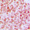 ETS2 Repressor Factor antibody, LS-C356024, Lifespan Biosciences, Immunohistochemistry frozen image 