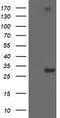 Regulatory Factor X Associated Ankyrin Containing Protein antibody, TA504274S, Origene, Western Blot image 