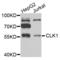 CDC Like Kinase 1 antibody, LS-C346133, Lifespan Biosciences, Western Blot image 