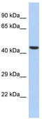 Interleukin enhancer-binding factor 2 antibody, TA339094, Origene, Western Blot image 