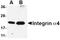 3-Phosphoinositide Dependent Protein Kinase 1 antibody, orb6678, Biorbyt, Western Blot image 