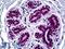 HNF-3-beta antibody, LS-B5423, Lifespan Biosciences, Immunohistochemistry frozen image 