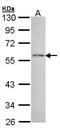 Estrogen Related Receptor Gamma antibody, PA5-27755, Invitrogen Antibodies, Western Blot image 